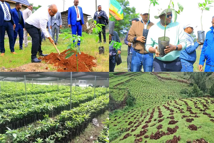 በማዕከላዊ ኢትዮጵያ ክልል በአንድ ጀንበር 6 ነጥብ 8 ሚሊየን ችግኞች ይተከላሉ